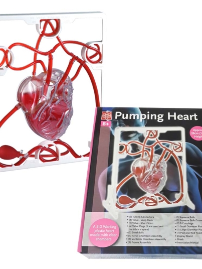 Pumping Heart