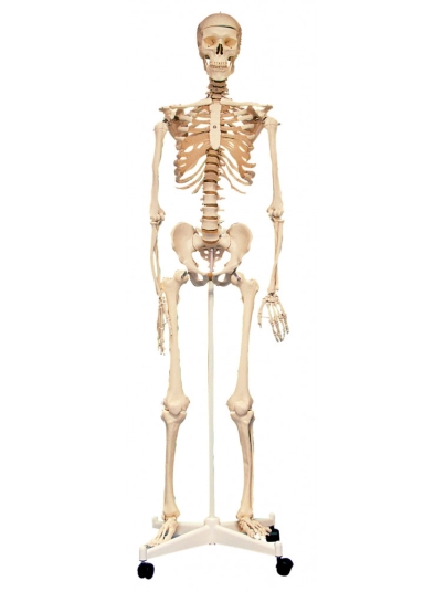 Skeleton With Stand